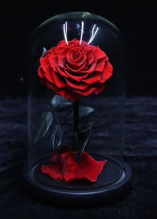 Вечная роза в колбе (красная) подарок девушке, женщине