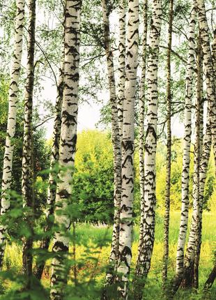 Фотообои флизелиновые 3D Природа 375х250 см Березовый лес (MS-...
