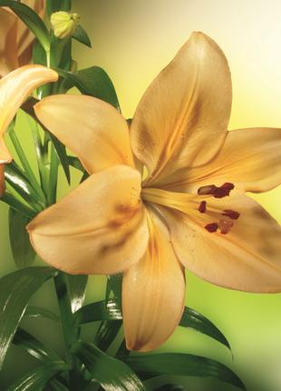 Фотообои флизелиновые 3D Цветы 225х250 см Желтые лилии (MS-3-0...