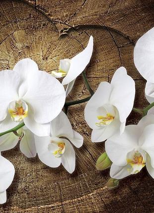 Флизелиновые фото обои 3д цветы 312 x 219 см Белая орхидея на ...