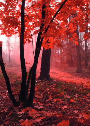 Фотообои флизелиновые 3D Природа 225х250 см Красный лес (MS-3-...