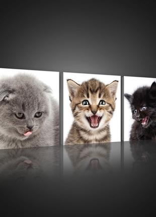 Модульная картина на холсте 3x25x25 см Три котенка (PS10534S13)