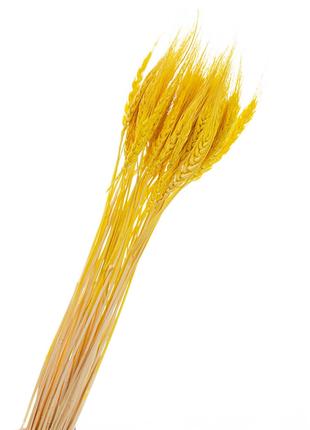 Колосся пшениці стабілізовані 70 см жовте (приблизно 50 шт в п...