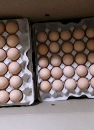 Инкубационное яйцо бройлер Кобб-500 и Росс 308 Украина