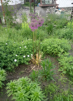 Декоративный лук и многолетний съедобный. Рассада