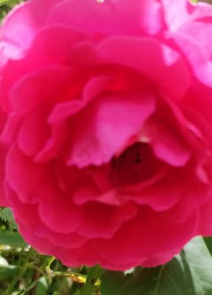Роза плетистая взрослый куст