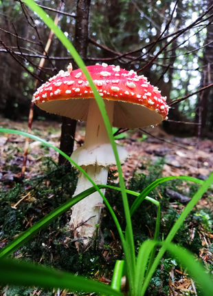 Amanita Muskaria ( мухомор червоний)