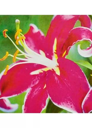 Алмазная вышивка " Орхидея " цветы поле сад полная выкладка, м...
