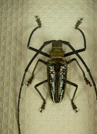 Засушений жук Batocera Wallacei (Indonesia 2008)