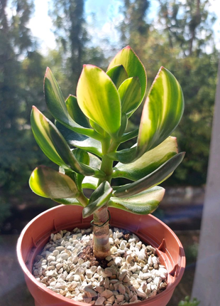 Крассула Солана  Crassula Solana (2года)