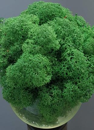 Стабілізований мох ягель для декору Норвегія Grass green dark ...