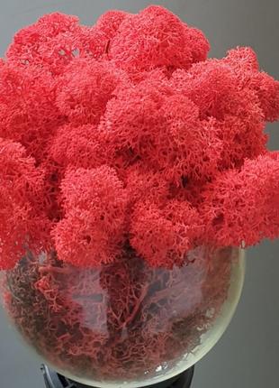 Стабілізований мох ягель для декору Норвегія Red №57 - 50 грамм