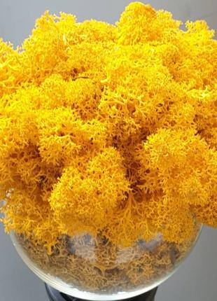 Стабілізований мох ягель для декору Норвегія Yellow № 60 - 500...