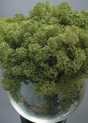 Стабілізований мох ягель для декору Норвегія Grass mosgroen № ...