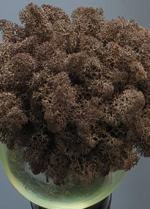 Стабілізований мох ягель для декору Норвегія brown 65 - 100 грамм