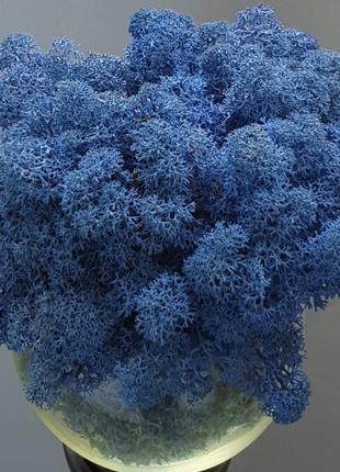 Стабілізований мох ягель для декору Норвегія royal blue №85 - ...