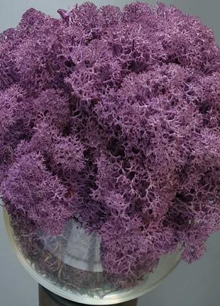 Стабілізований мох ягель для декору Норвегія Purple (Violet) №...