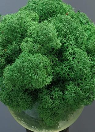 Стабілізований мох ягель для декору Норвегія Grass green dark ...