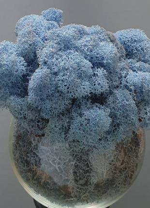 Стабілізований мох ягель для декору Норвегія Lavender blue № 8...