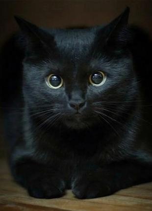 Набор алмазной мозаики вышивки Взгляд черноглазого кота черный...