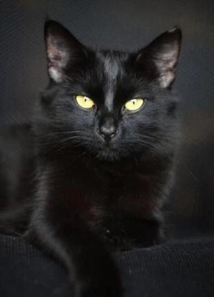 Набор алмазной мозаики вышивки Взгляд желтоглазого кота черный...