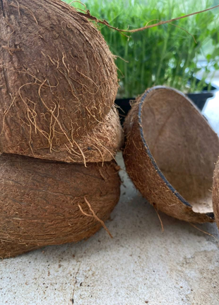 Скорлупа кокоса для декору