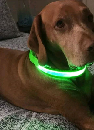 Ошийник для собаки що світиться з USB.