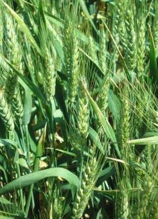 Семена озимой пшеницы Лист 25 (элита) (реализуем от 1т)