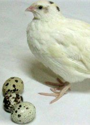 Перепел Техасский бройлерный инкубационное яйцо