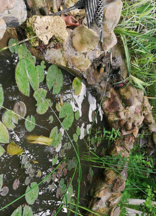 Садовый пруд,карп кои Украина,водные растения,корм для кои,нимфеи