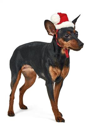 Аксесуар для собак Pet Fashion Новорічний ковпак розмір XS