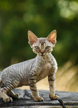 Ушастые котята девон-рекс