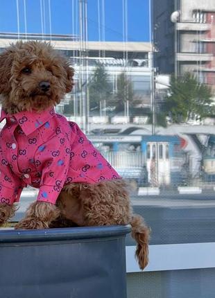 Рубашка гуччи розовая для собак dogs bomba