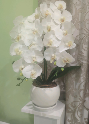 Латексна Орхідея Преміум