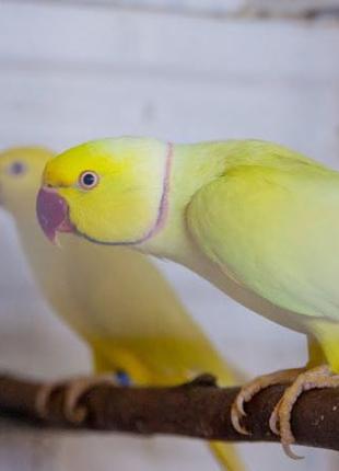 Жовтий Ожереловый папуга, що РОЗМОВЛЯЄ !!!
