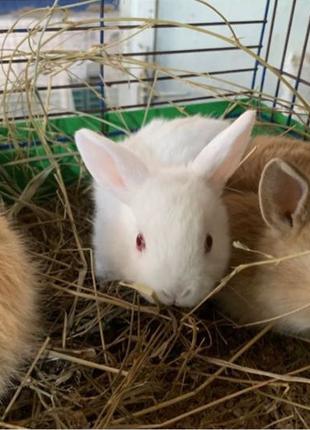 Декоративні кролики (МІНІ) | Все для домашніх тварин