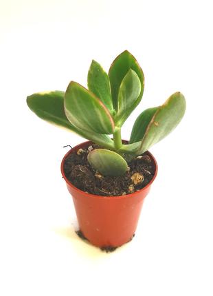 Крассула Crassula ovata tricolor Суккулент Комнатное растение