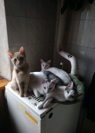 Котики у добрі руки!!