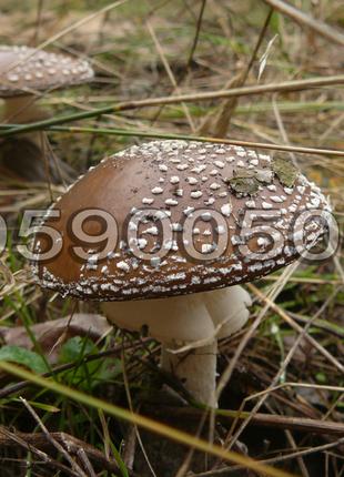 Мухомор ПАНТЕРНИЙ "ЗВИЧАЙНИЙ" (Amanita Pantherina), сушені шапки