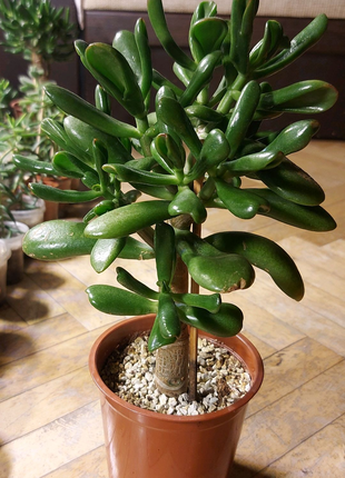 Крассула Ред хорн  Crassula  Red Horn tree