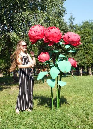 ПРОДАМ ростовые пионы