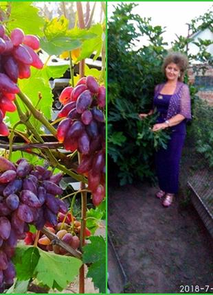 Продам  живці сортів винограду (КОРЕНЕВЛАСНІ) на 7-8 бруньок