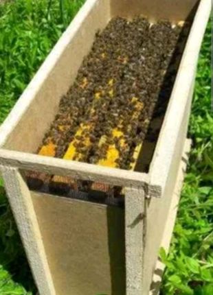 Продам бджолопакети Карпатка