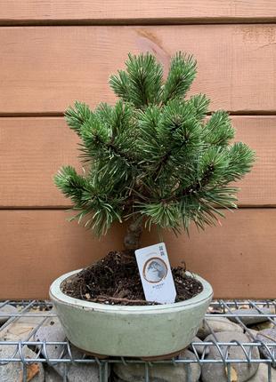 Бонсай Японська сосна Rovinsky Garden Bonsai Pinus thunbergii,...