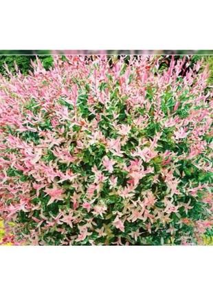 Клен ясенелистный Rovinsky Garden Фламинго Acer negundo Flamin...