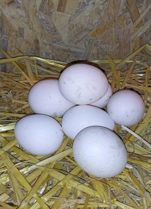 Домашні курячі яйця безкоштовна доставка