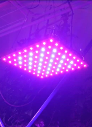LED Фитолампа Для Рослин 81LED (Фіто Гроубокс Розсади Квітів)