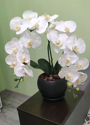 Латексна Орхідея Преміум біла