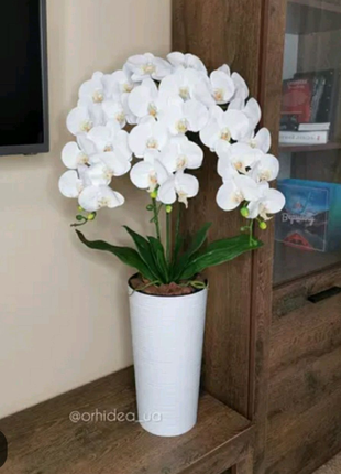 Латексна Орхідея Преміум на 3 гілочки