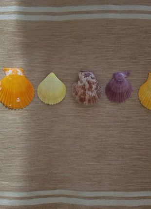 Продам красочные ракушки морских молюсков "Гребешки". Цена за всё